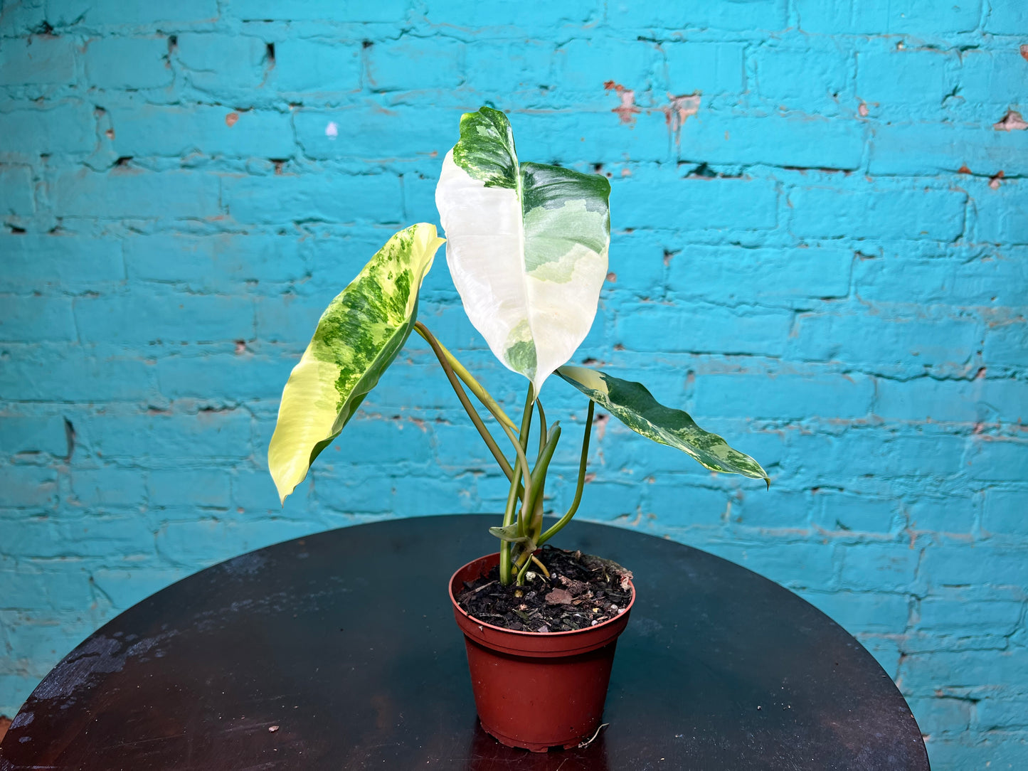 Philodendron Burle Marx Variegated 4”