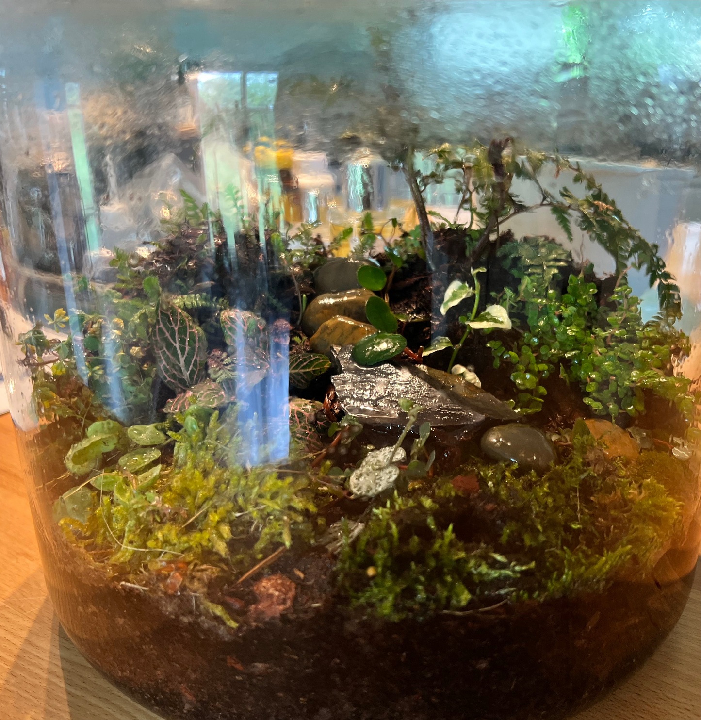 Terrarium build 14”