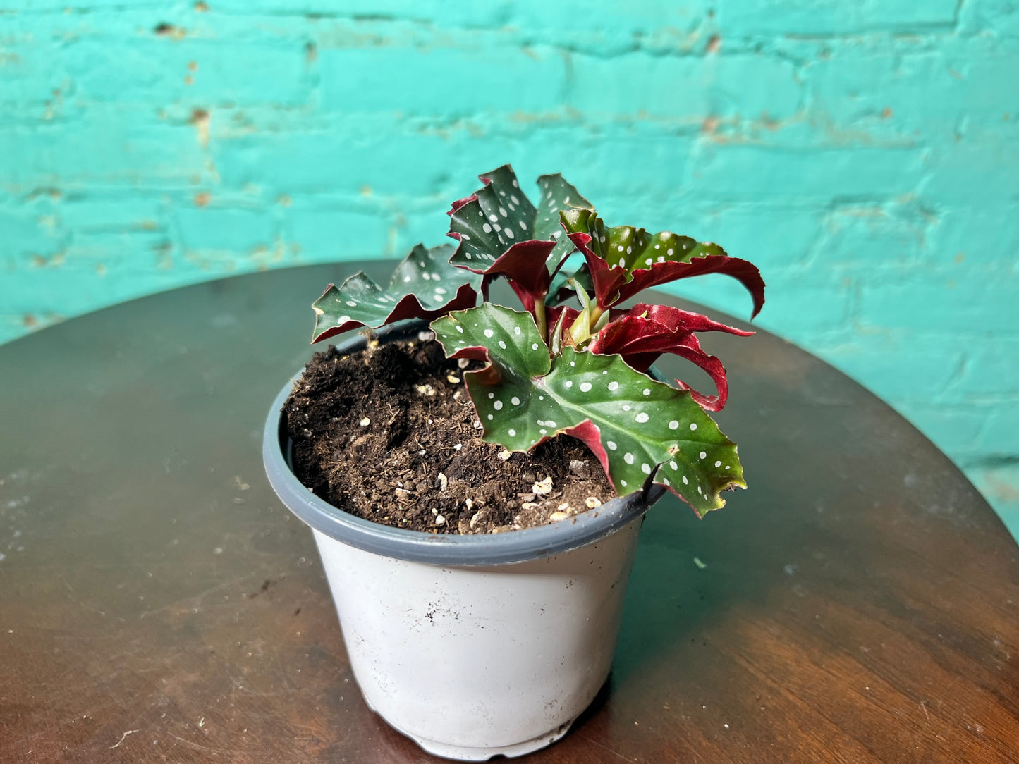 Begonia Dark Forest 5”