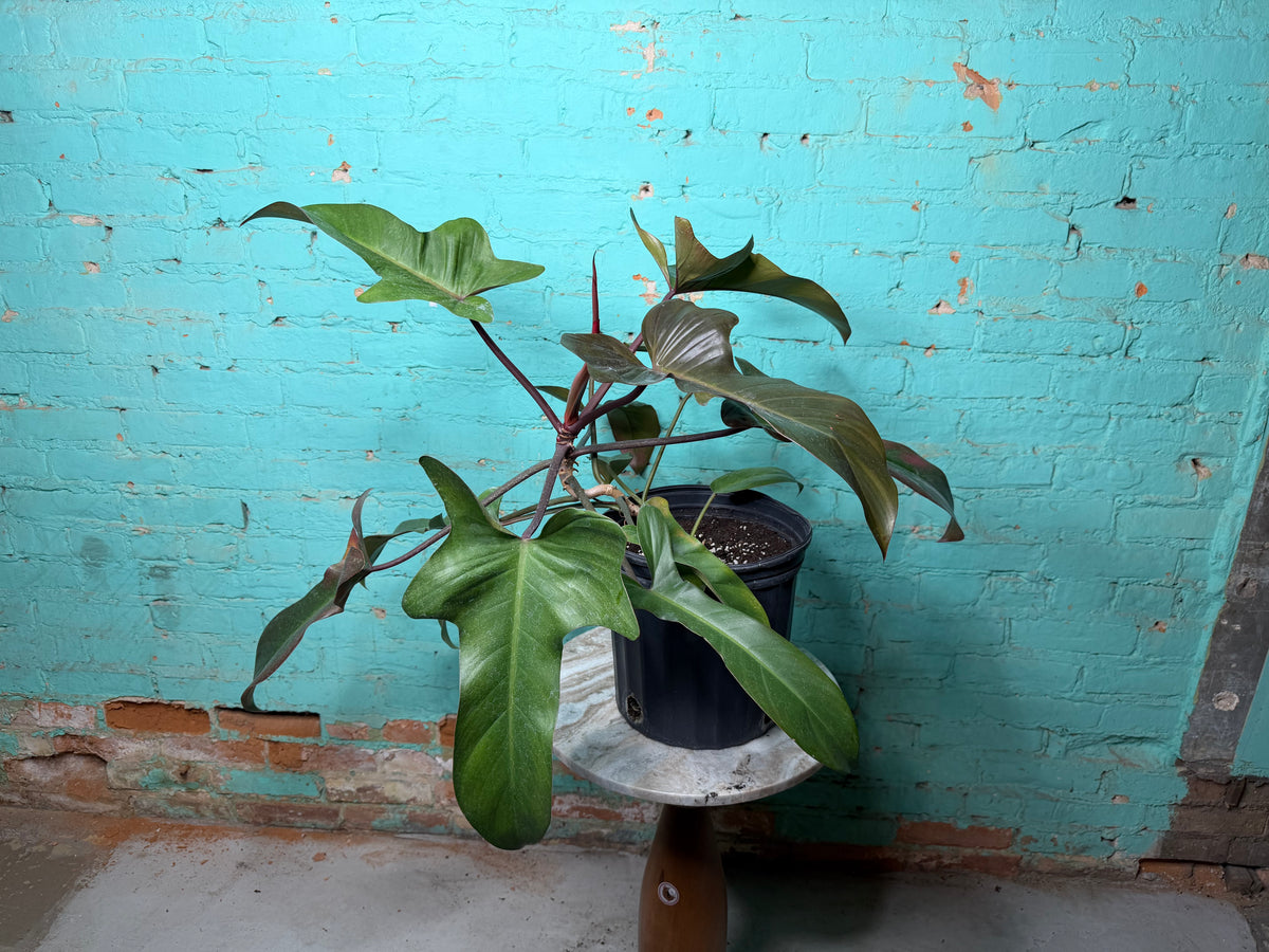 Philodendron Florida Bronze 10”