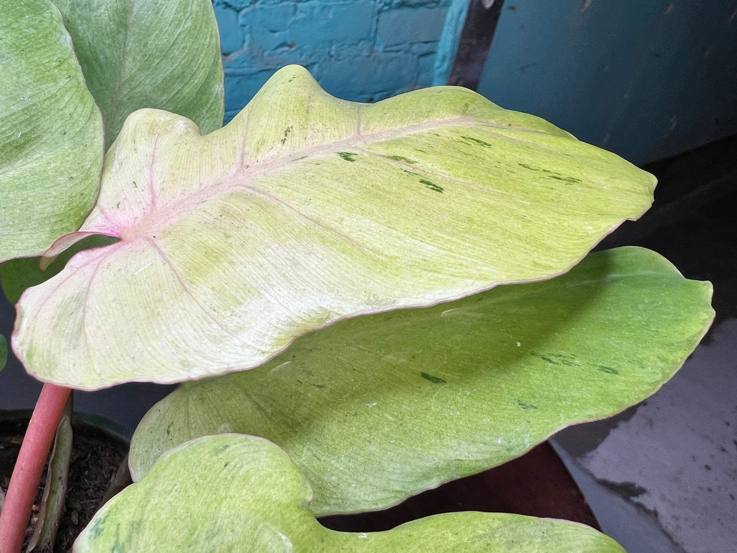 Philodendron Snow Drift 4”