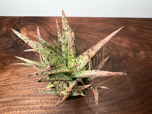 Succulent 4