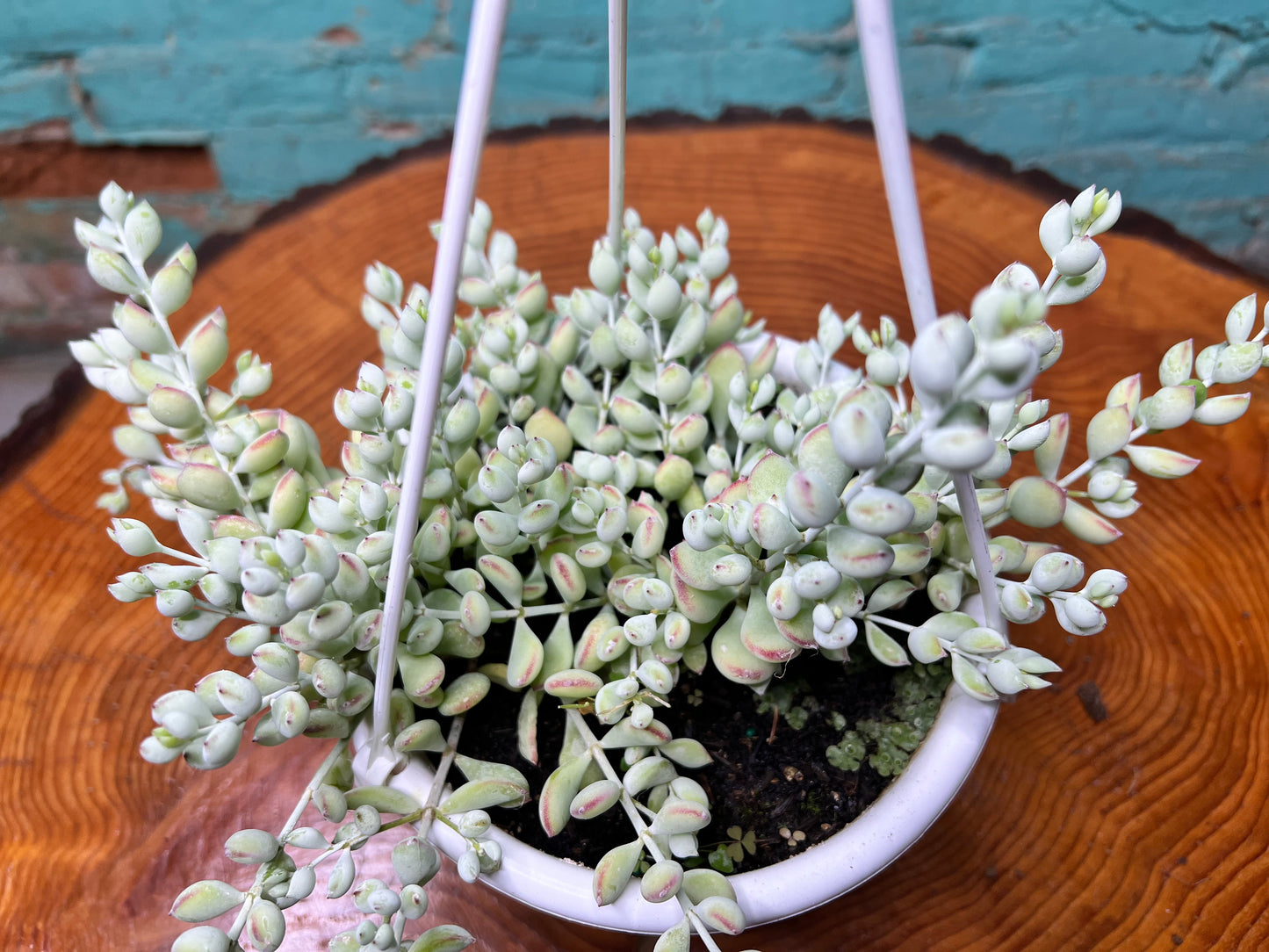 Cotyledon Pendens 6” Basket