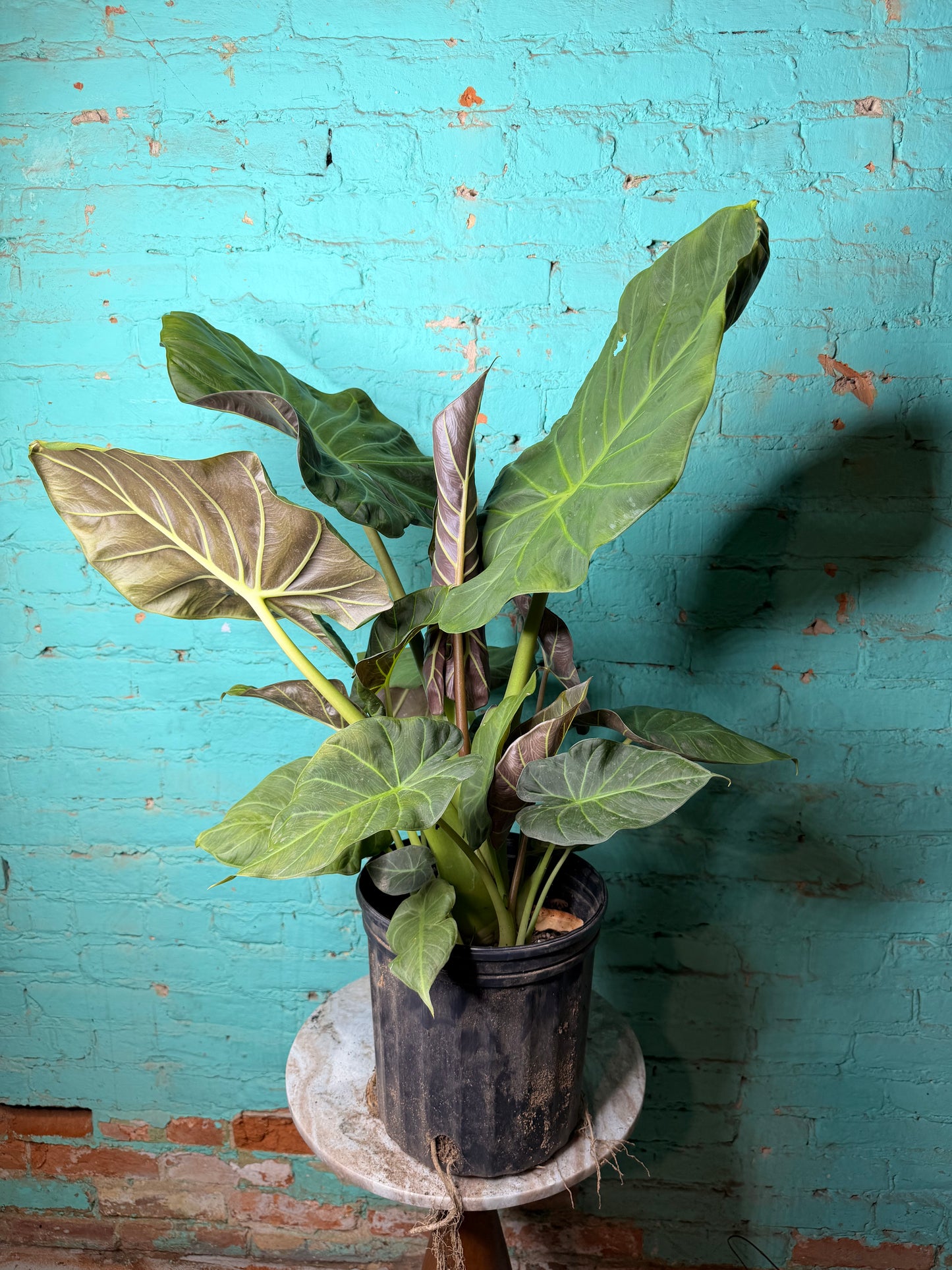 Alocasia Regal Shield 10”