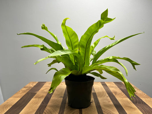 Bird’s Nest Fern 4”