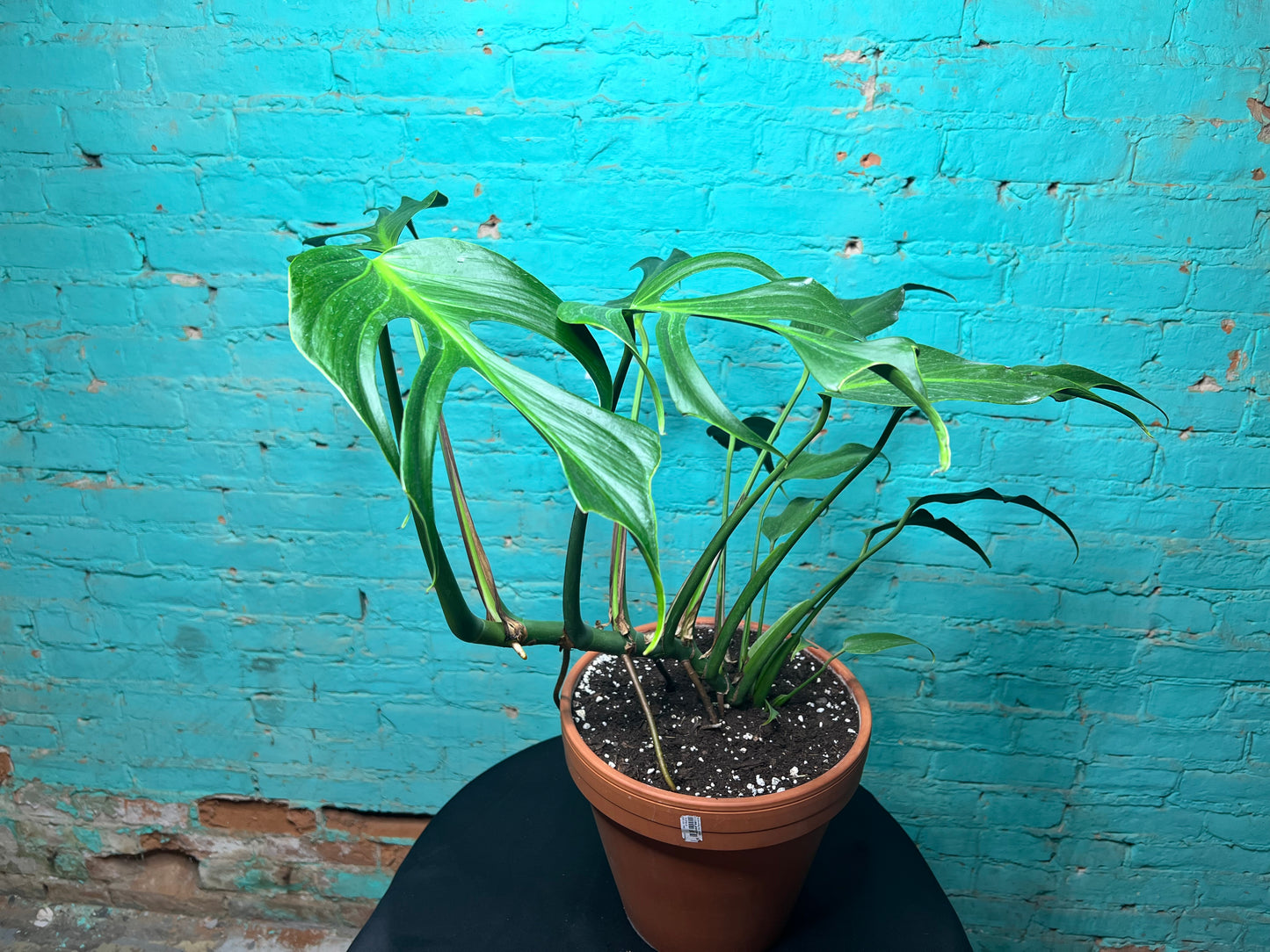 Monstera Burle Marx Flame -Clay