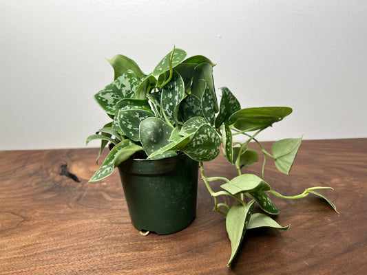 Scindapsus-Silvery Ann 4”