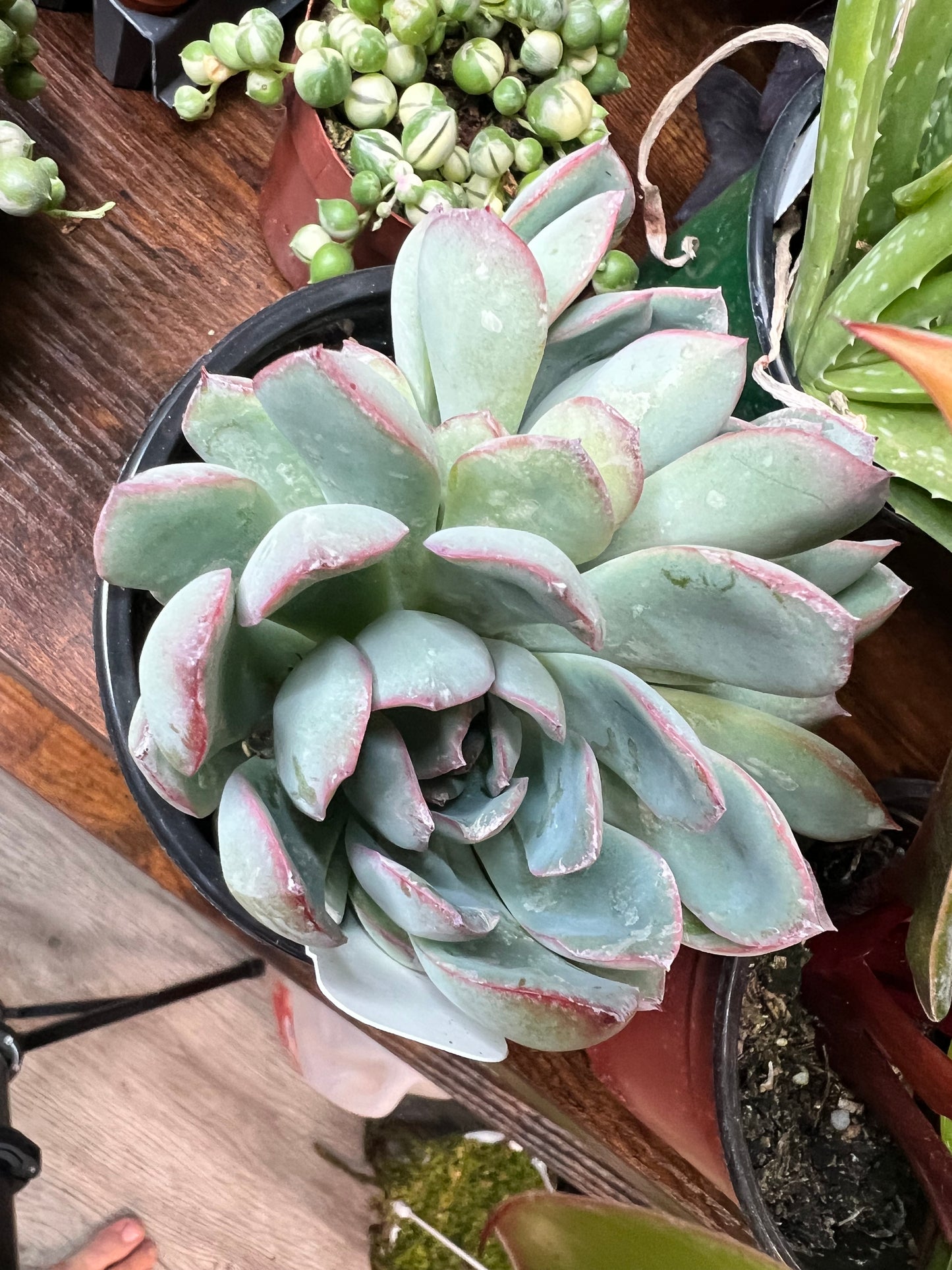 Echeveria 4”