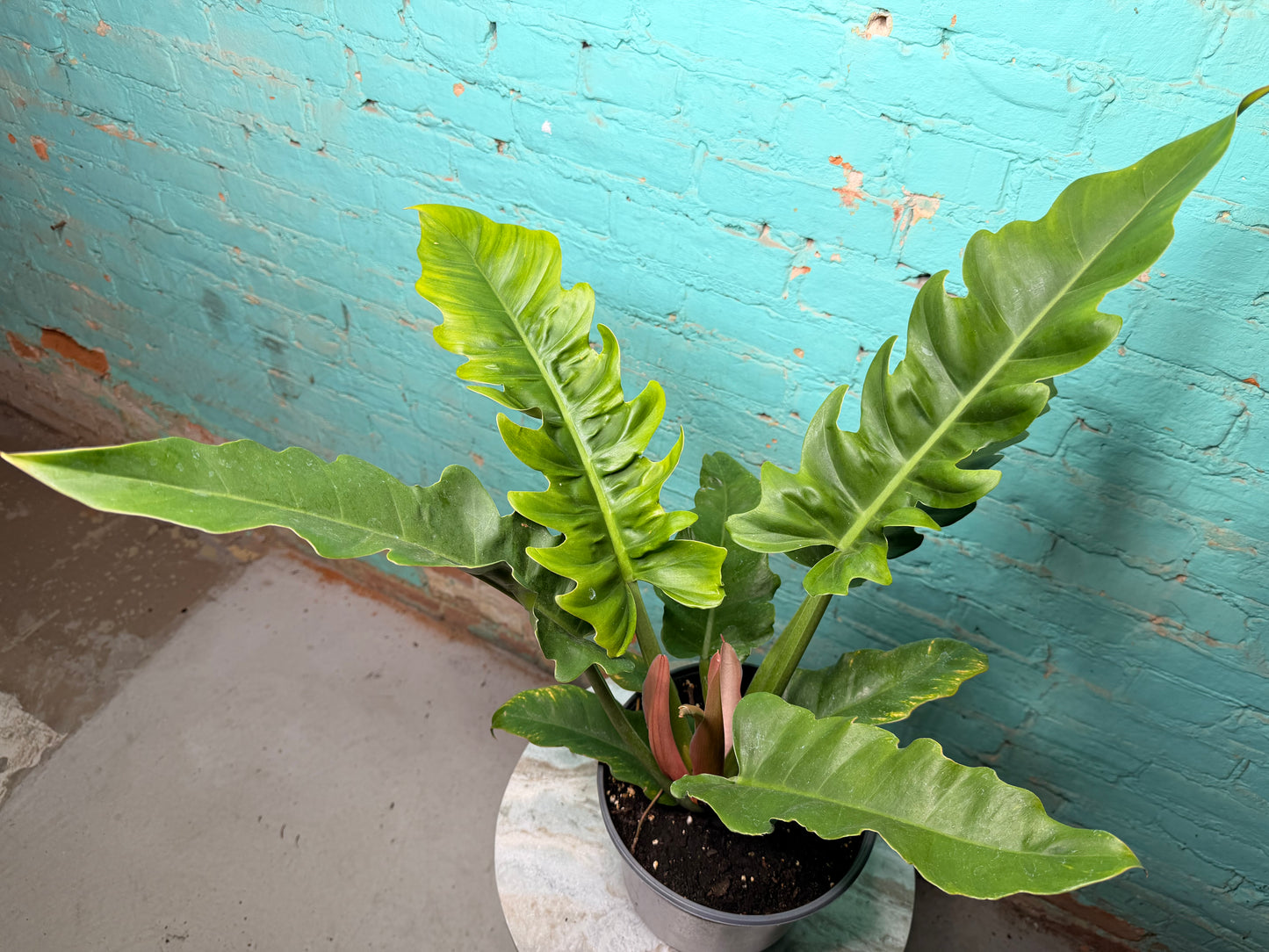 Philodendron Narrow 6”