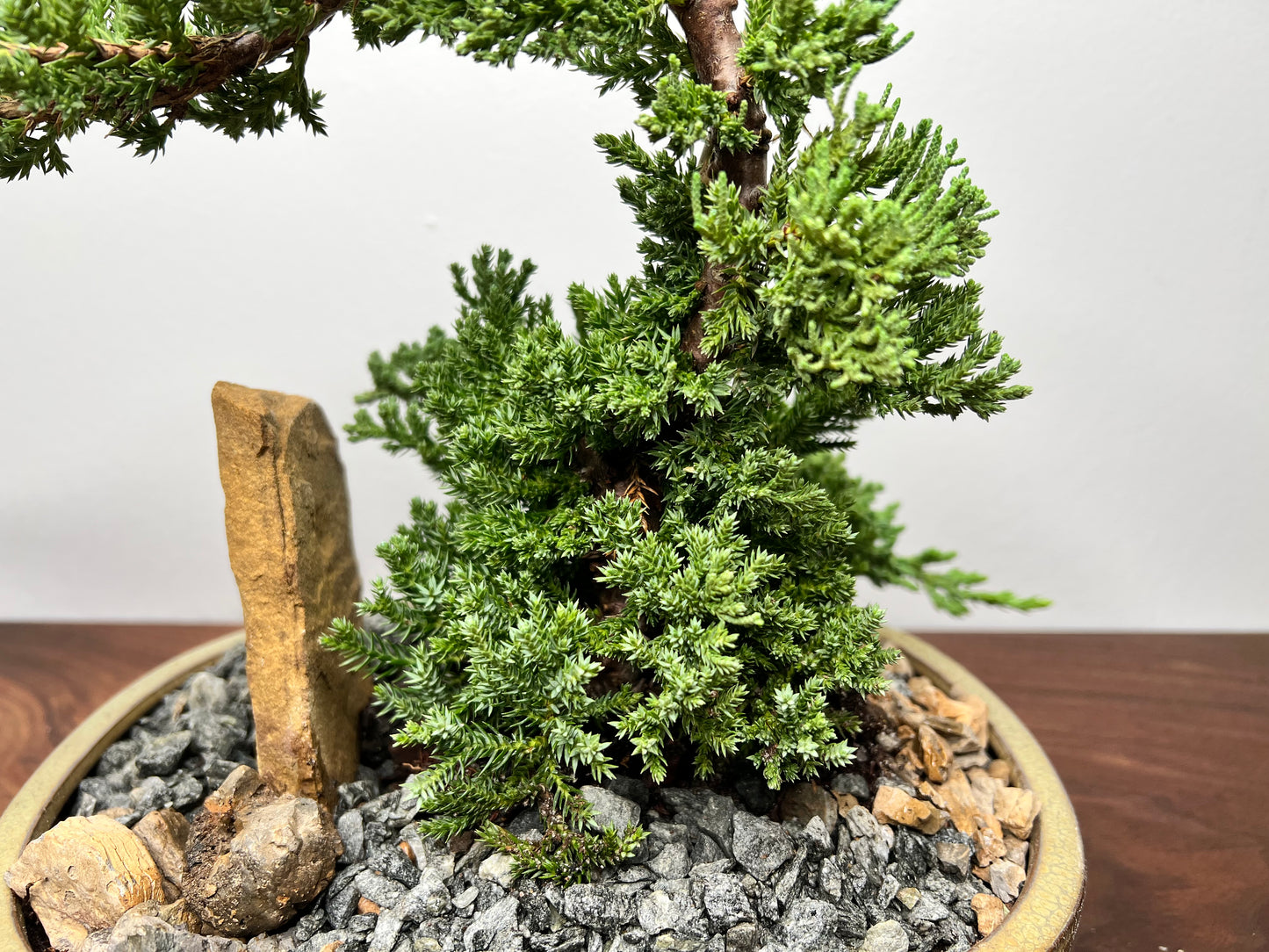 Bonsai tree 10” (5 year old)