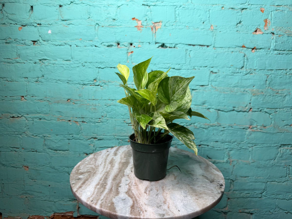 Marble Queen Pothos 4”