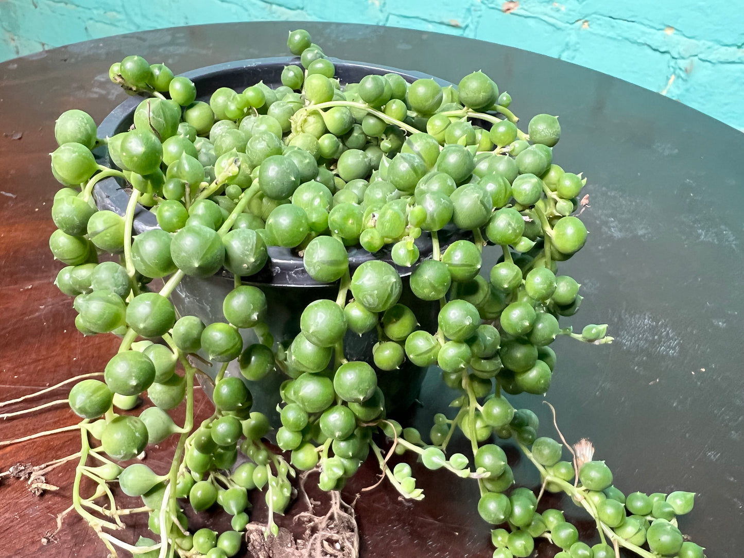 String of Pearls 4”