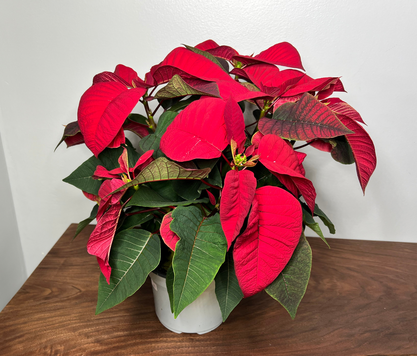 Poinsettia 6” Red