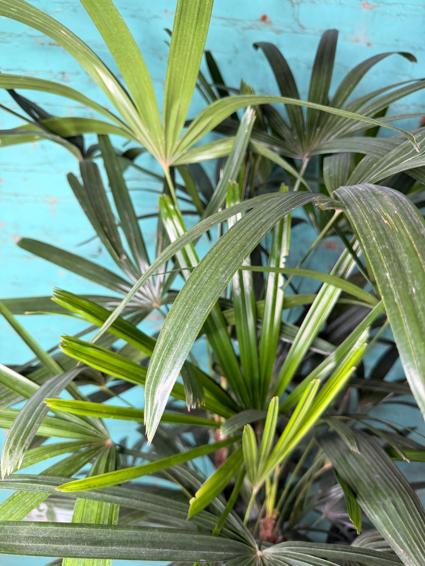 Rhapis Palm (Lady Palm) 10”