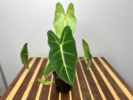Alocasia Frydrek 4”