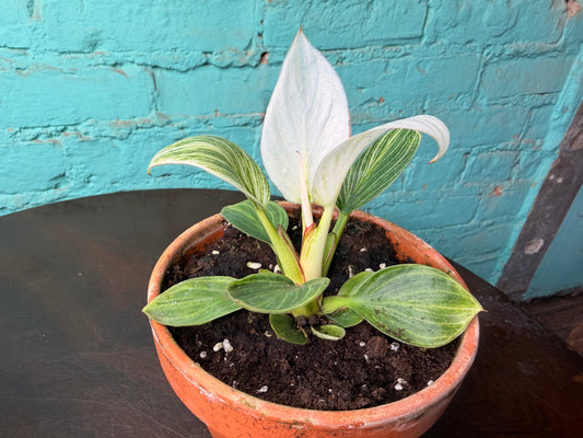 Philodendron Birkin 4” (Clay)