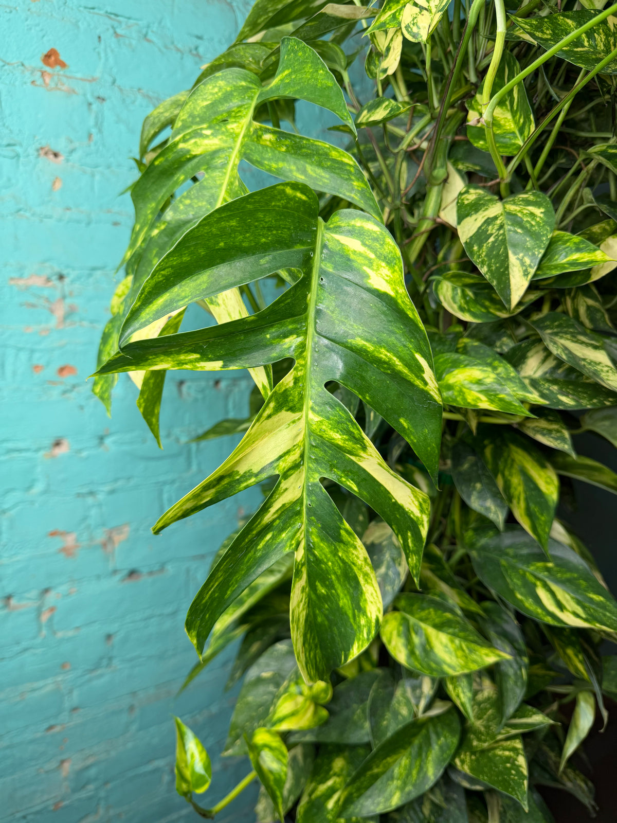 Epipremnum Pinnatum Yellow Flame 10” totem 47”
