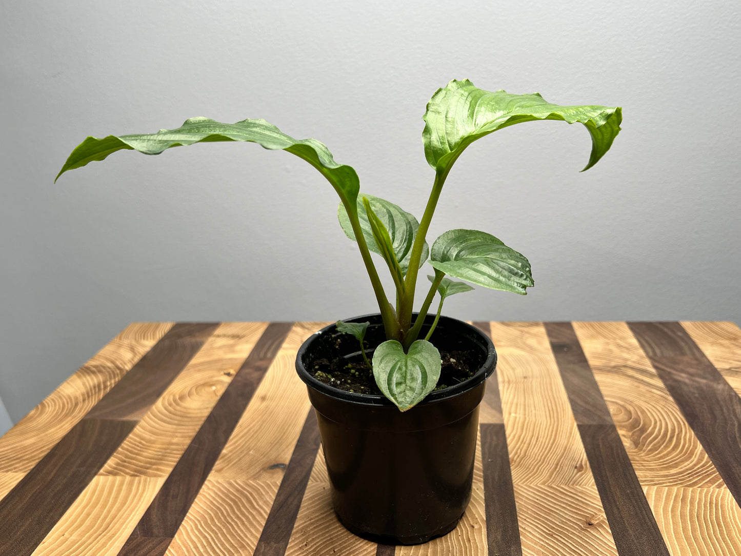 Tacca Chantrieri (Bat Plant)