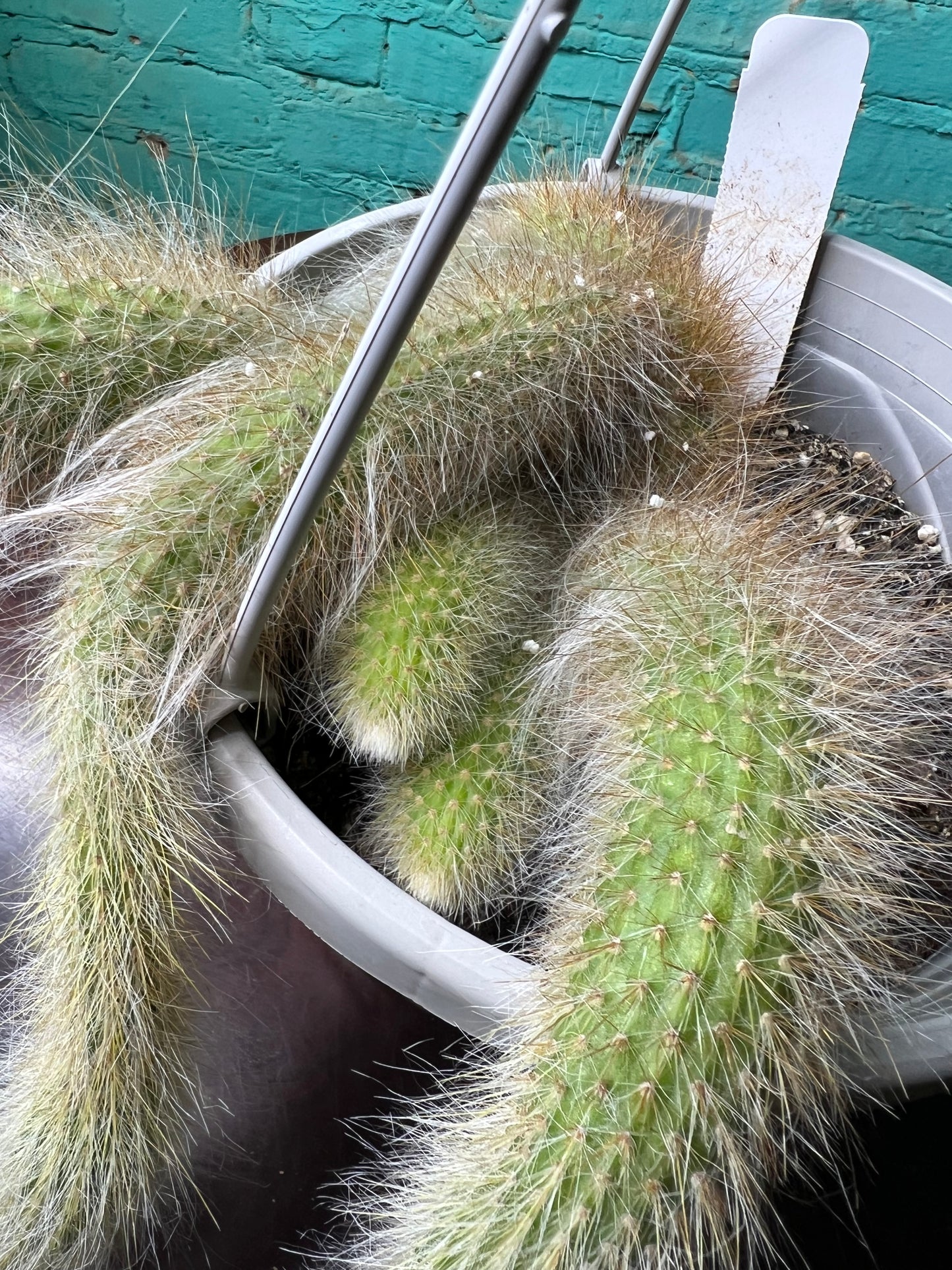 Monkey Tail Cactus 8” basket
