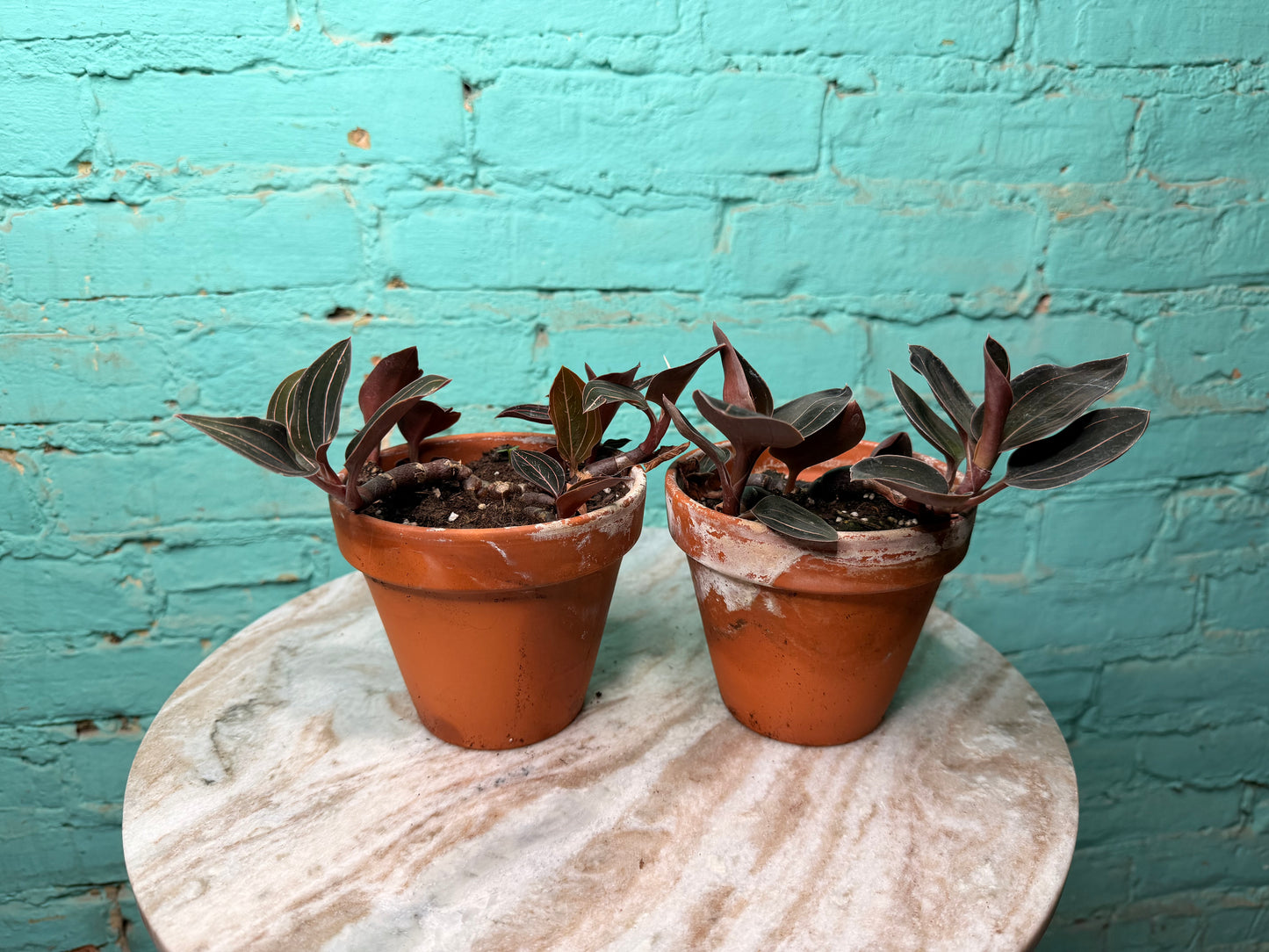 Jewel Orchid Ludisia discolor 4”