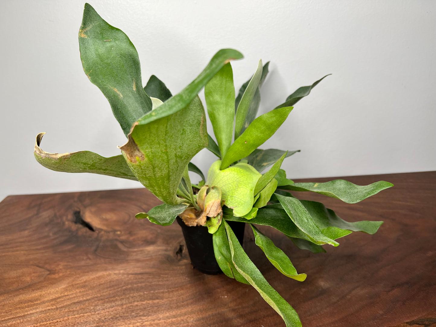 Staghorn fern