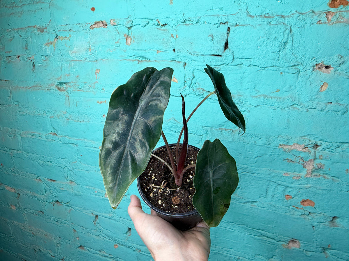 Alocasia Chantrieri 4”