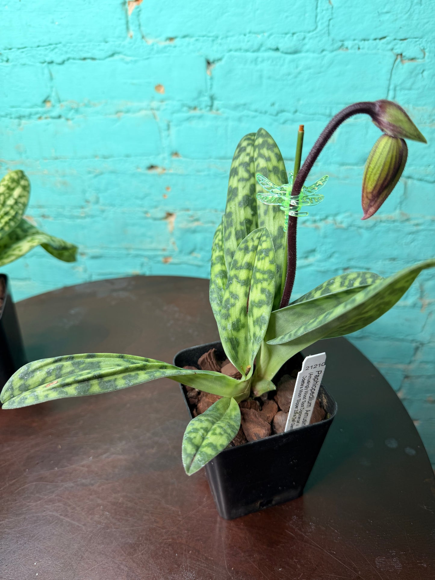 Paphiopedilum ‘Amusingly Odette’ Lady Slipper