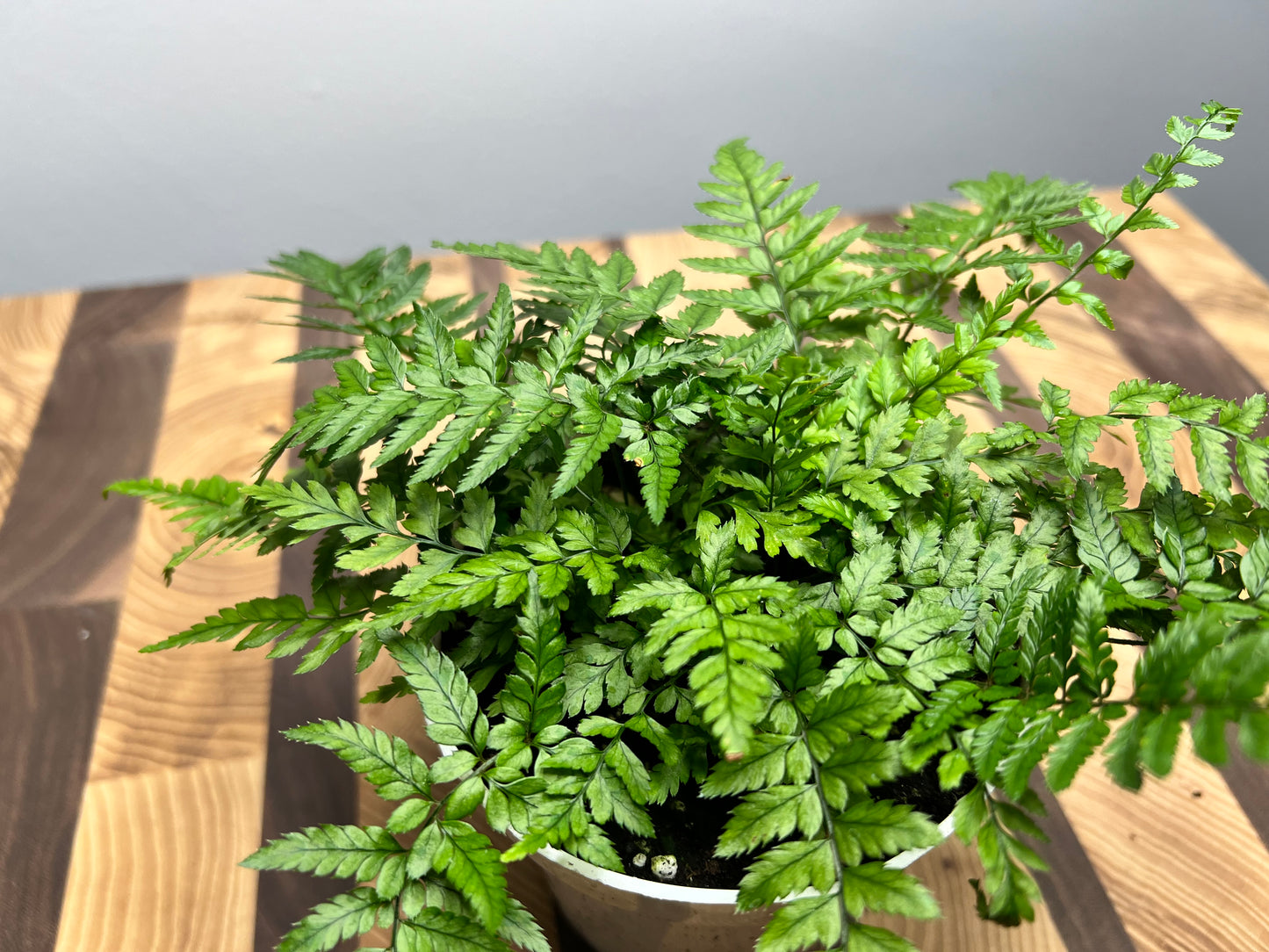 Autumn fern