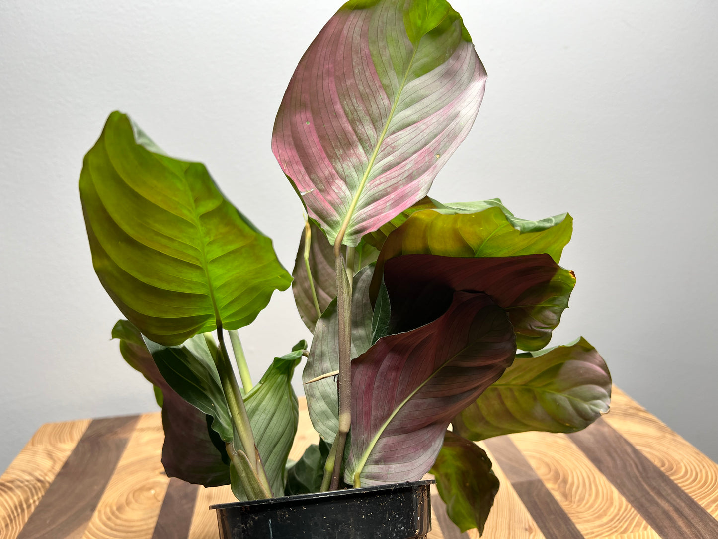 Prayer plant -Silver