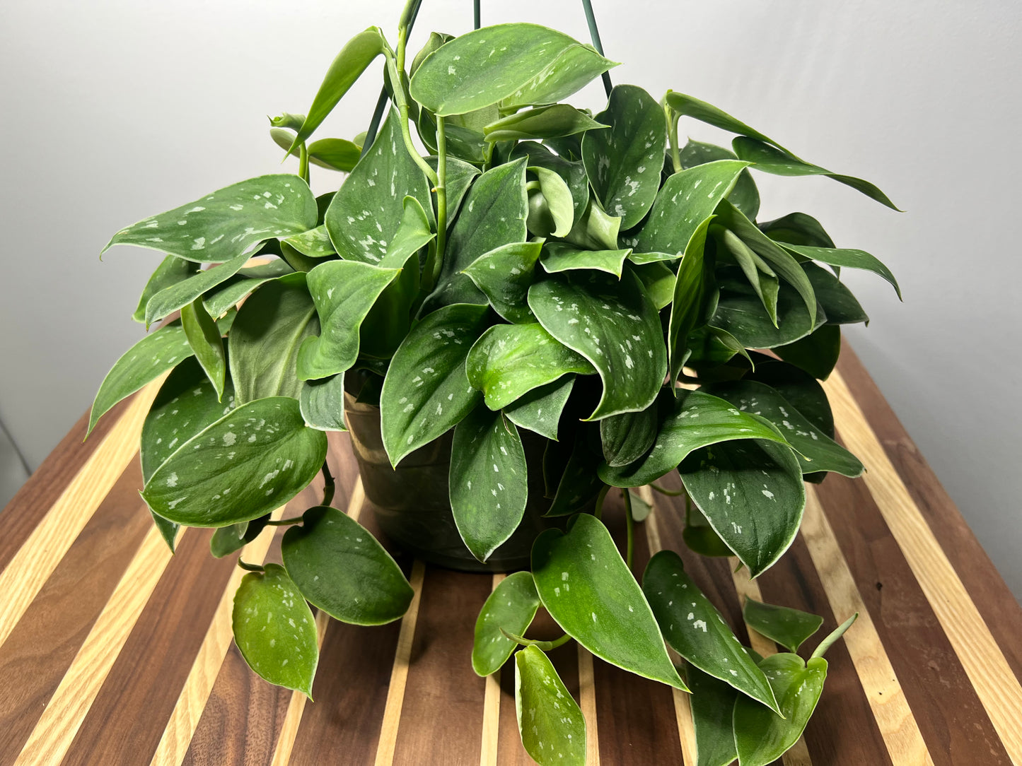 Satin pothos Silvery Ann 10” basket