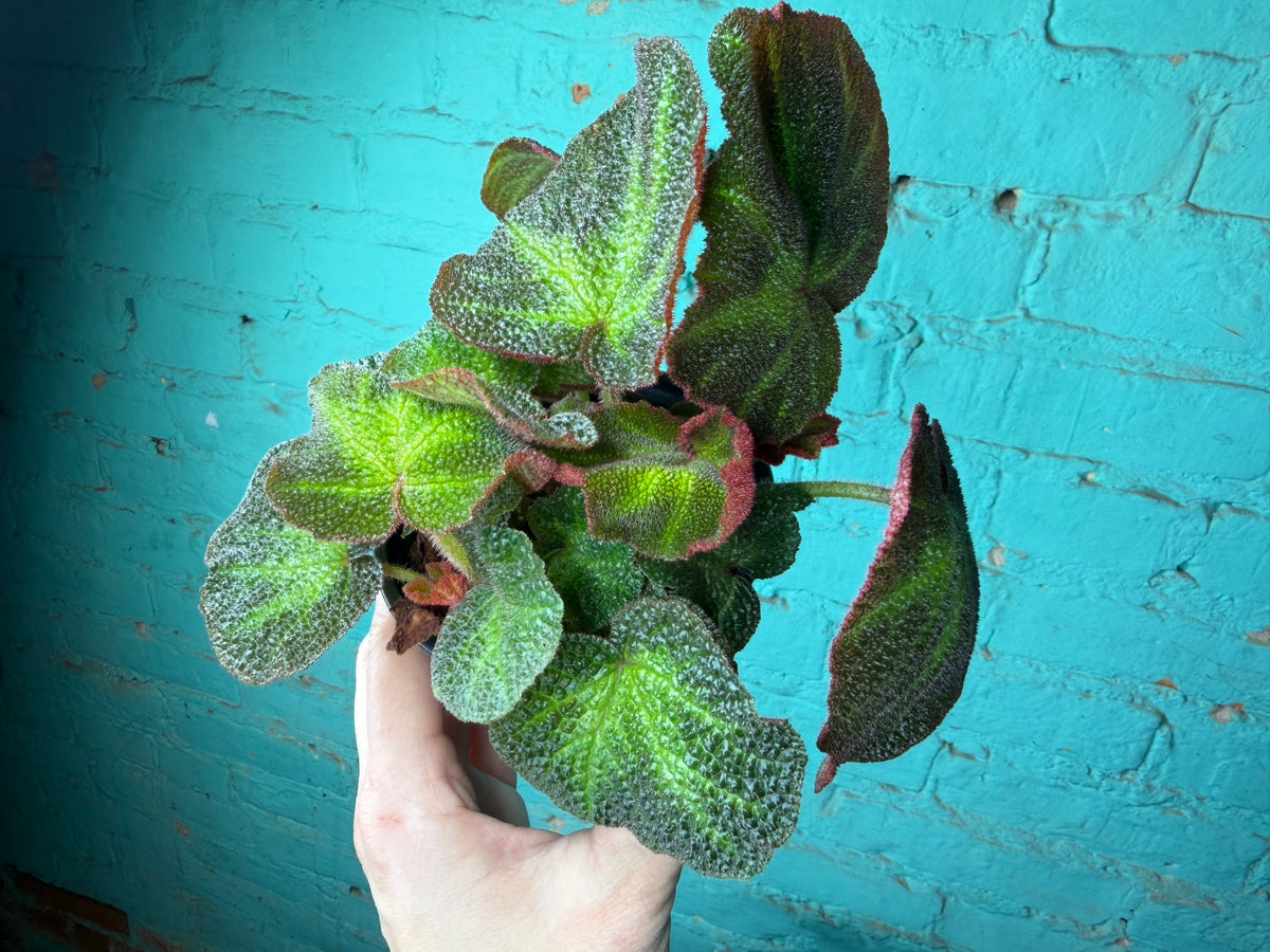 Begonia Iron Cross -Red 4”