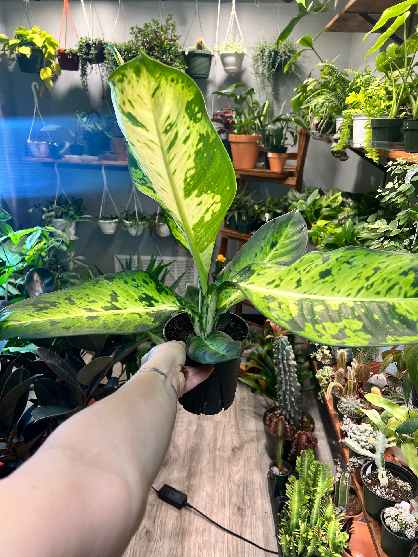 Dieffenbachia  8”