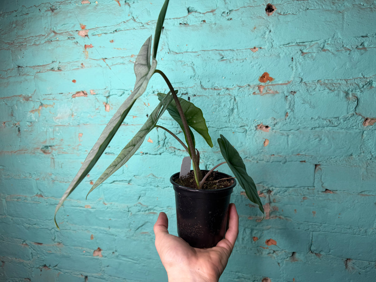 Alocasia Dragon’s Breath 4”