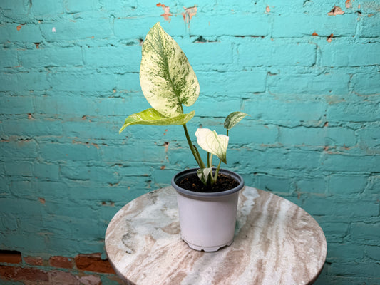 Monstera White Monster 4”