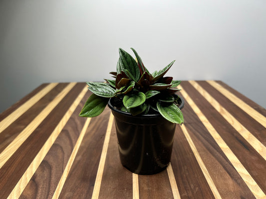 Peperomia Rosso