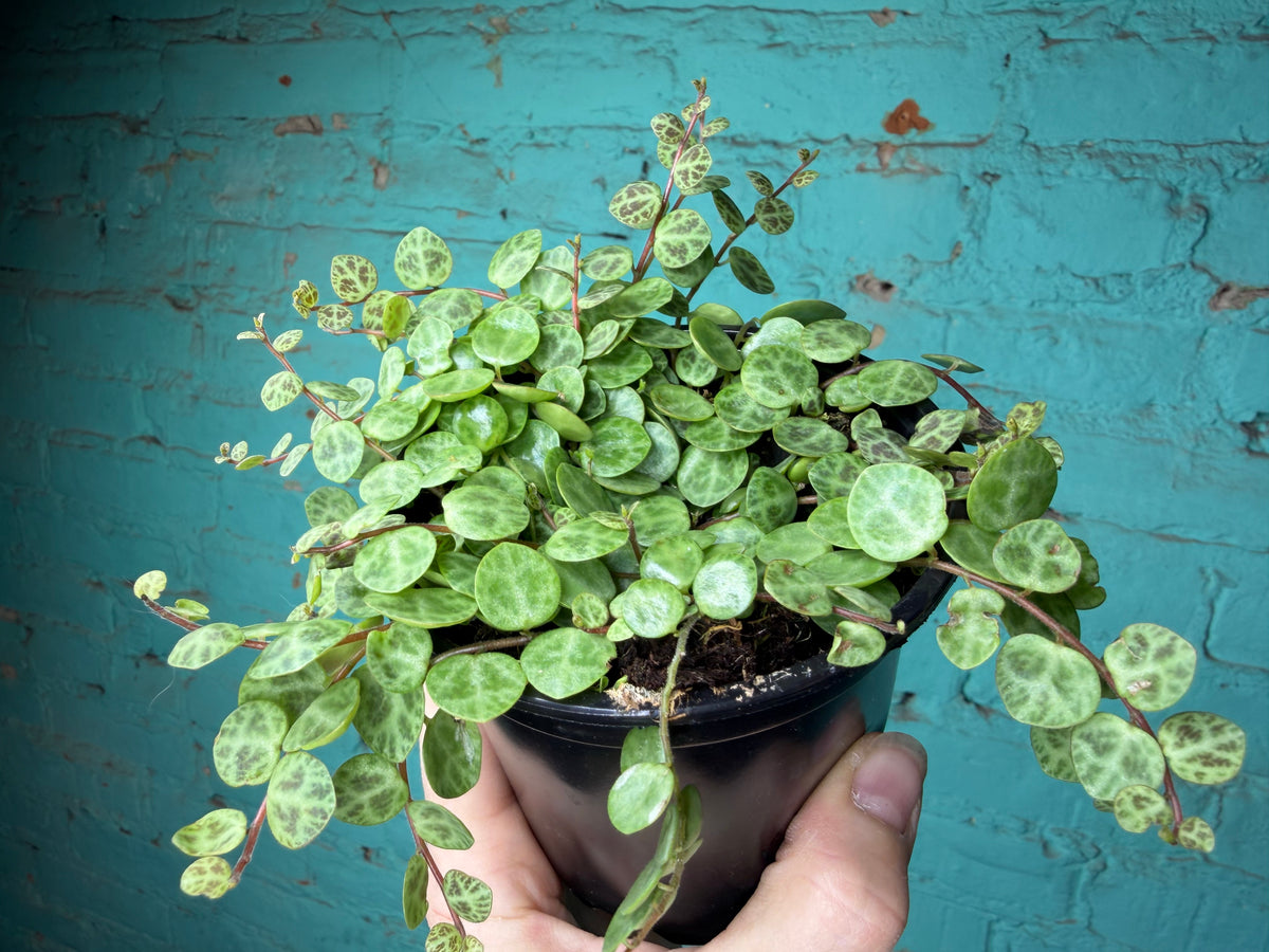 String of Turtles 4” (Succulent)