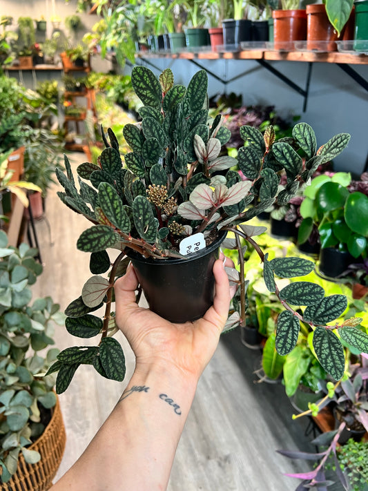 Polynesian Ivy 4”