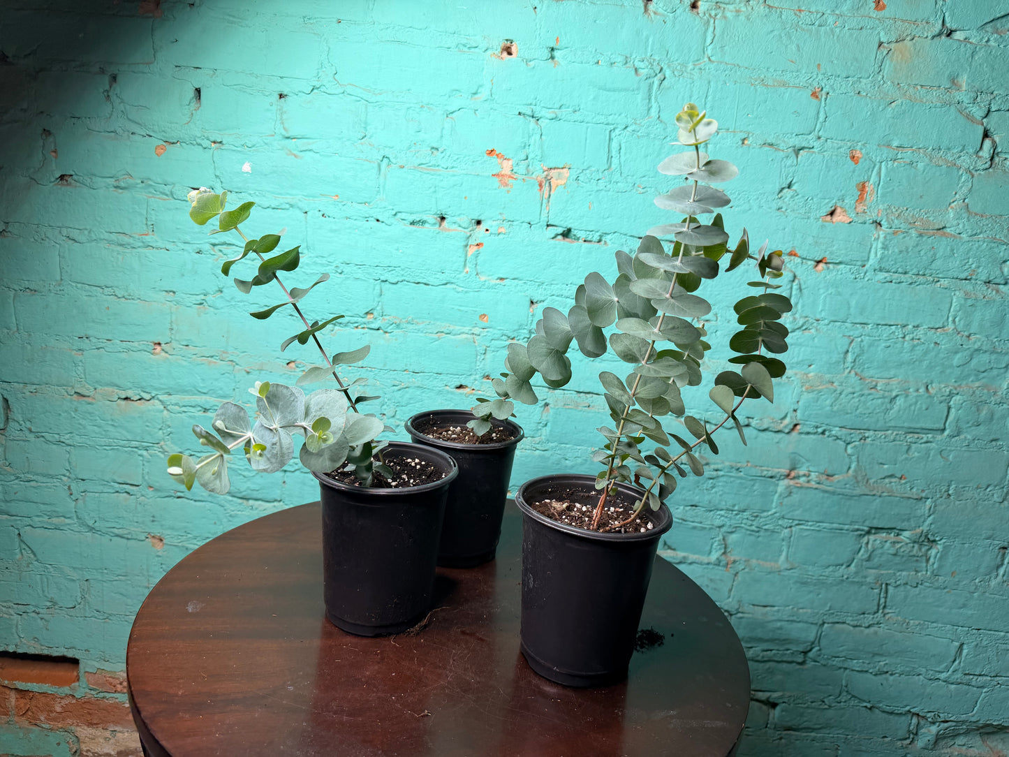 Eucalyptus Silver Dollar 4”