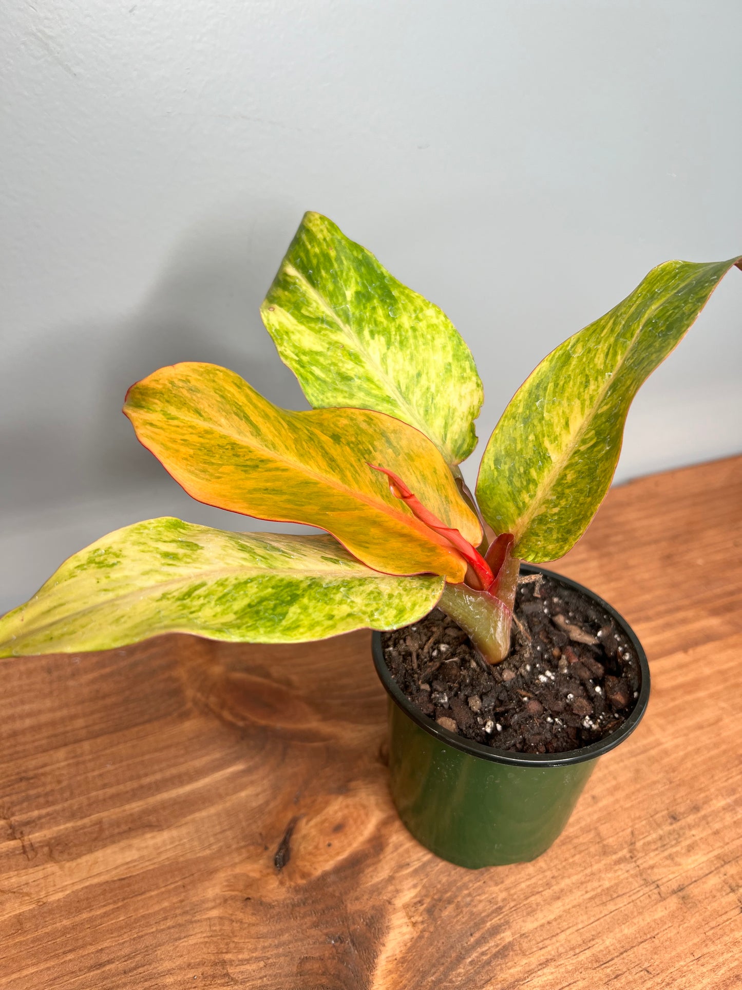 Philodendron Calkin Orange 4”