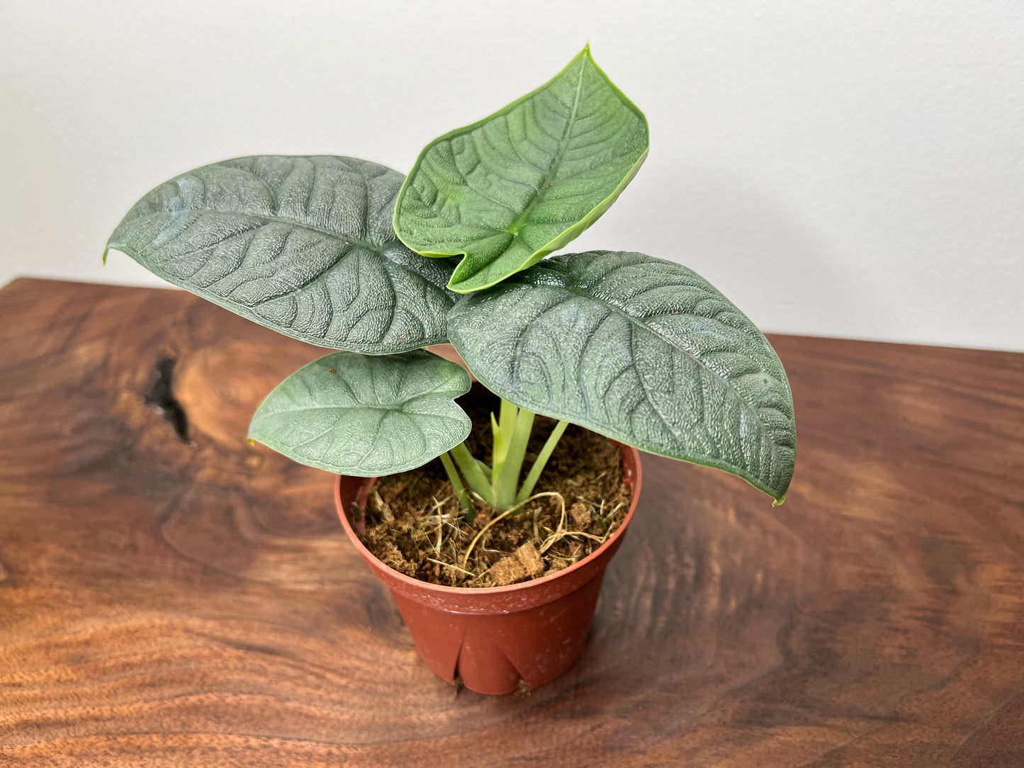 Alocasia Melo