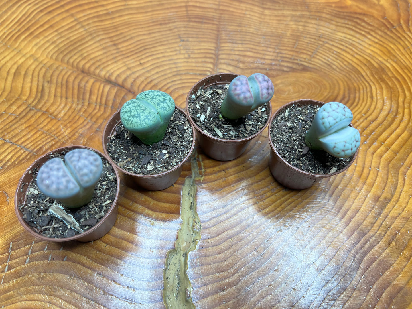 Living Stones (Lithops)