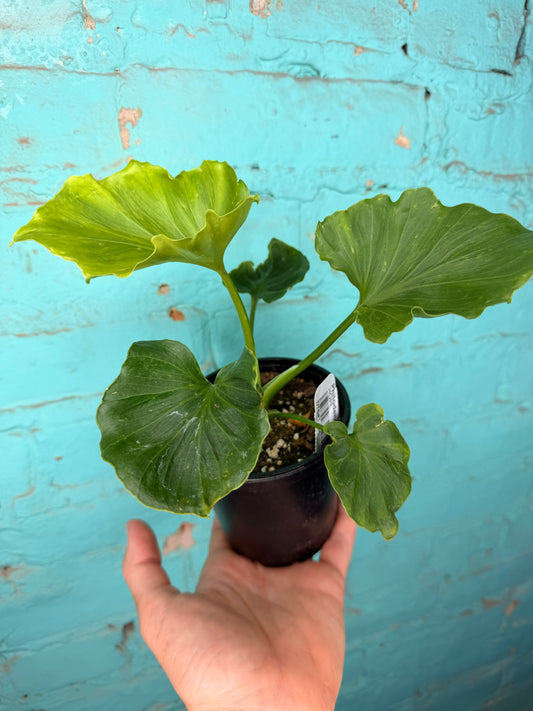 Philodendron Selloum (Hope) 4”