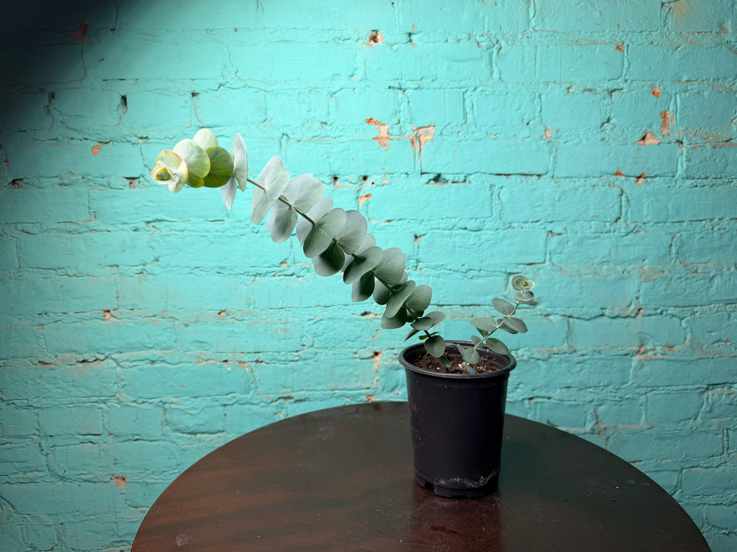 Eucalyptus Silver Dollar 4”