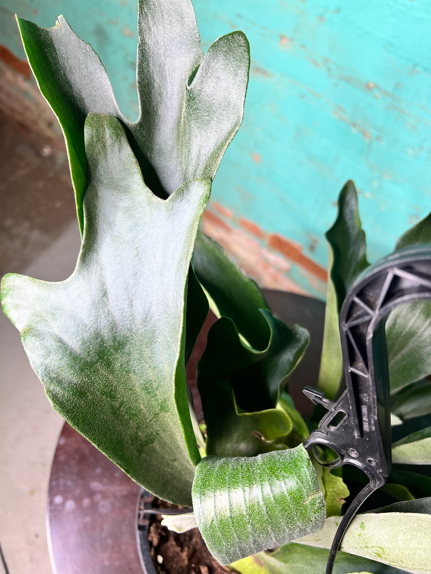 Staghorn Fern  8” basket