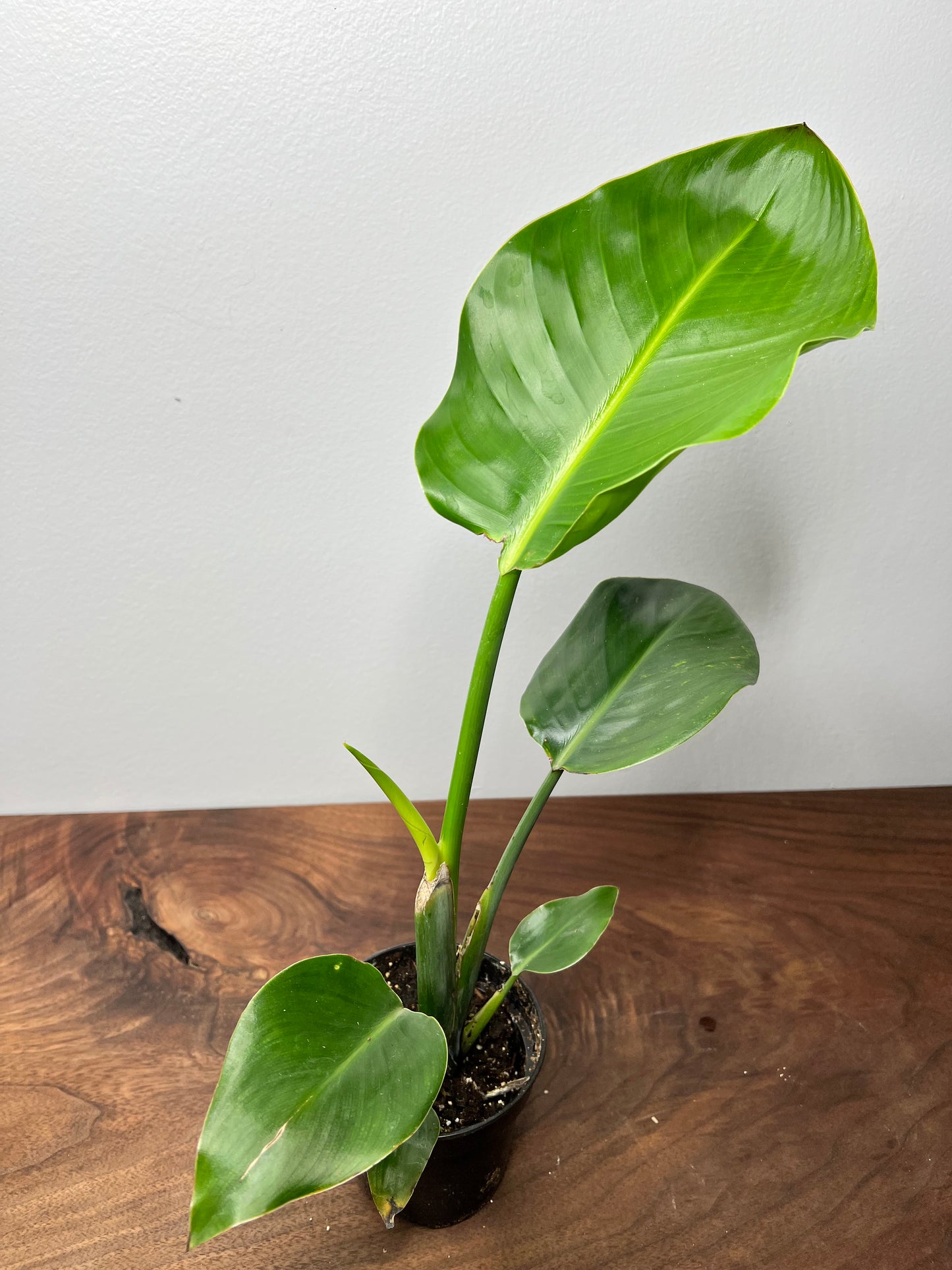 Bird of Paradise White  4”