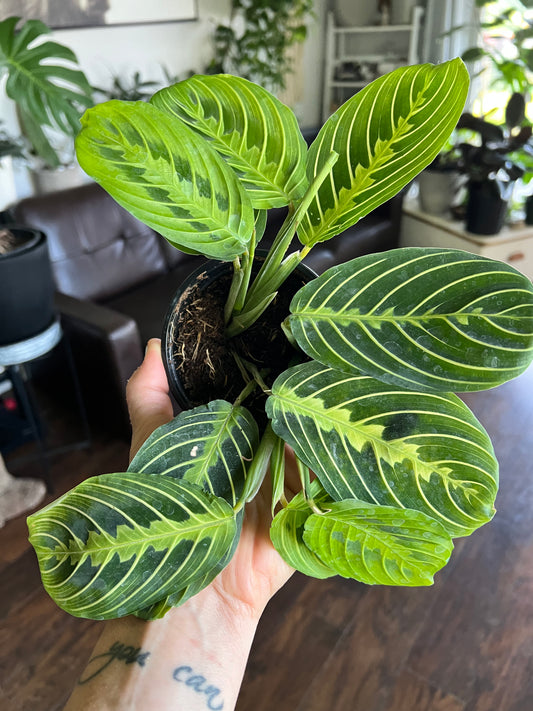 Lemon Lime Prayer Plant – Maranta