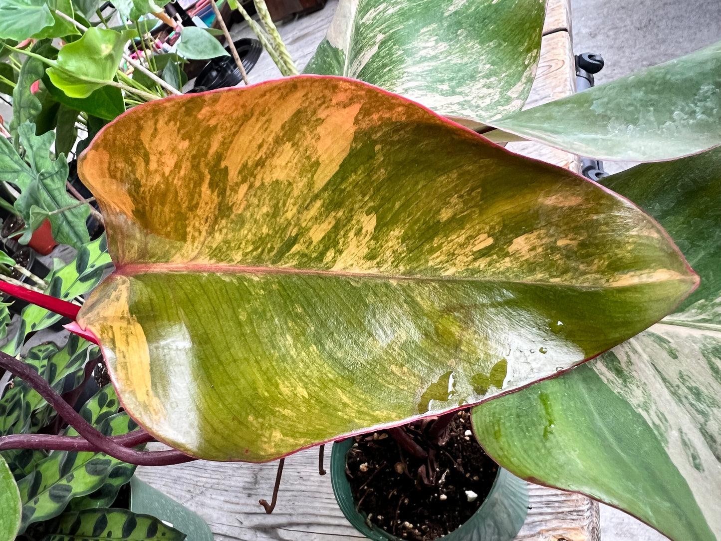 Philodendron-Strawberry Milkshake