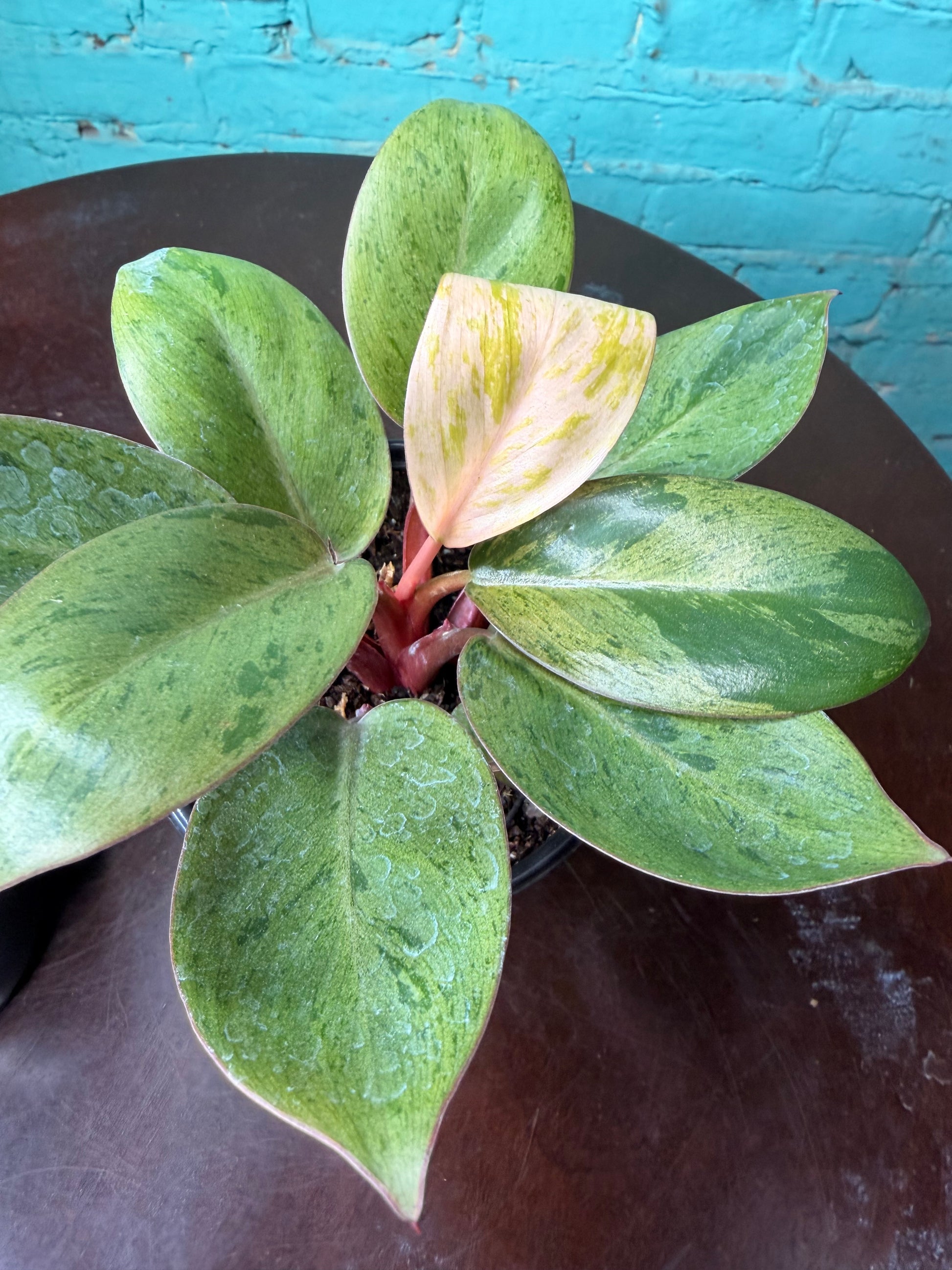 kongo leaf philodendron Philodendron 'Congo Mint Marble' 4” – The Rooted Plant Shop