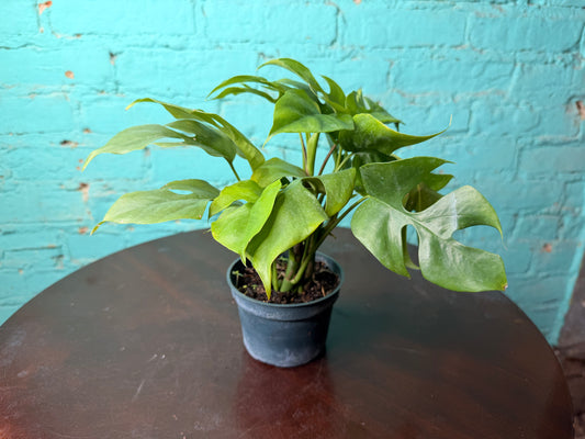 Mini Monstera- Rhaphidophora
Tetrasperma