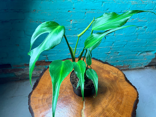 Monstera Burle Marx Flame 6”